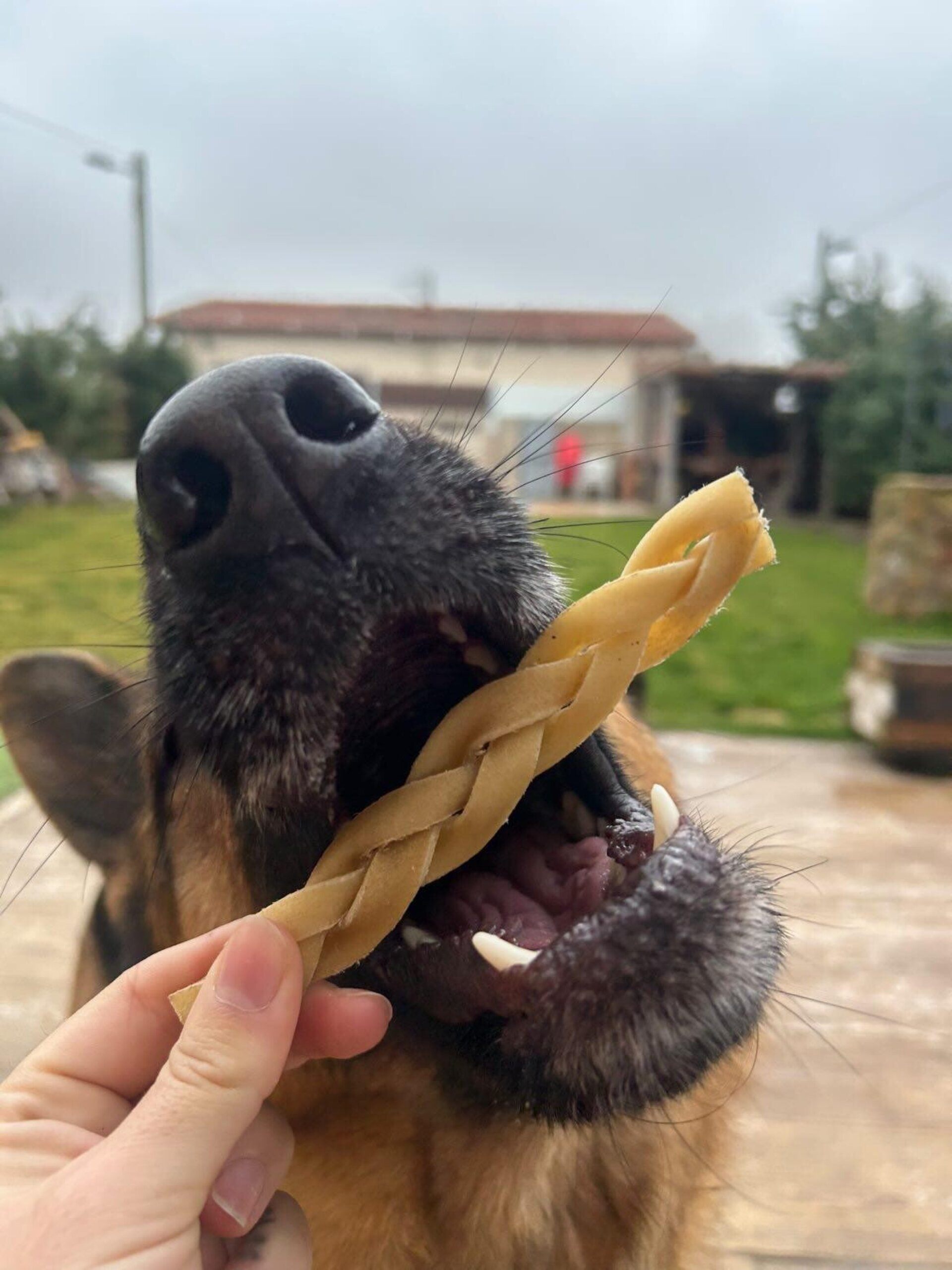 Trenzas de Búfalo, 100g - 3