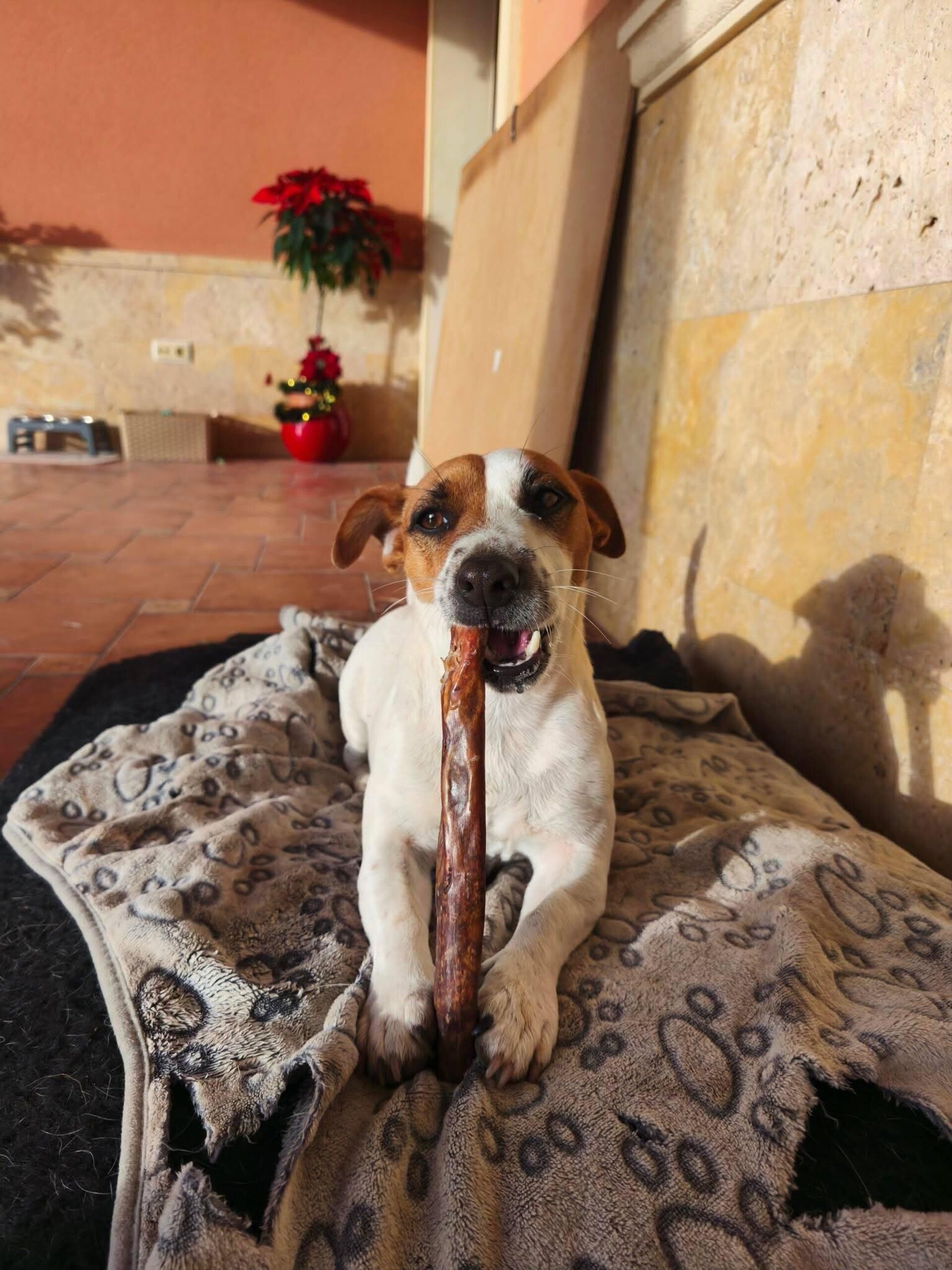 Palitos de Ternera (20cm) - 2