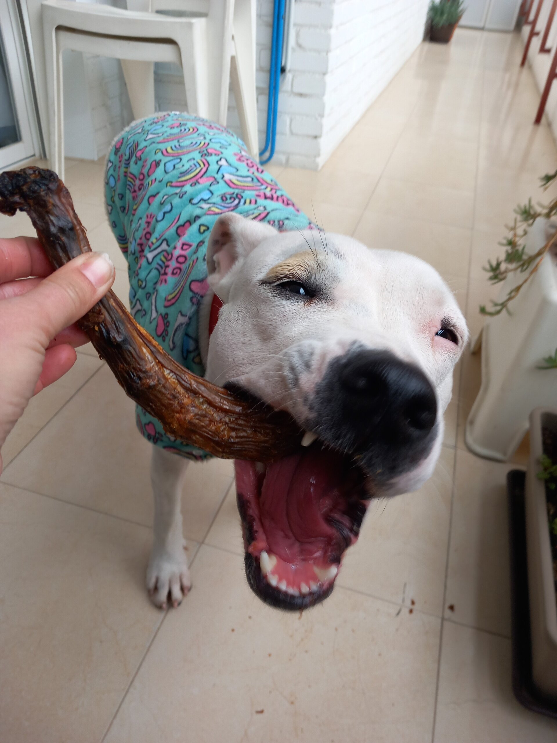 Cuello de pavo deshidratado - 3