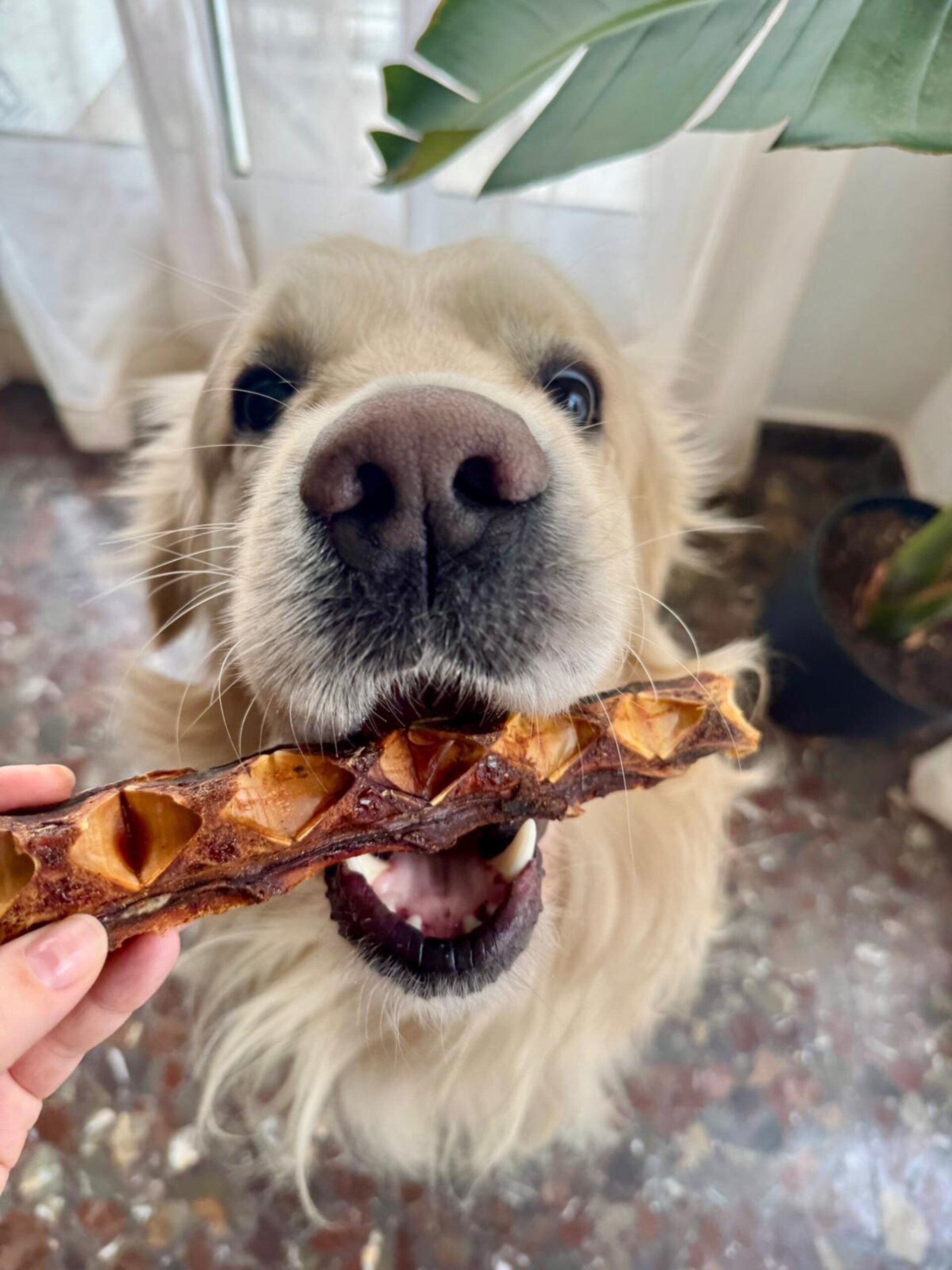 Huesos de atún grande snack deshidratado perros - 2