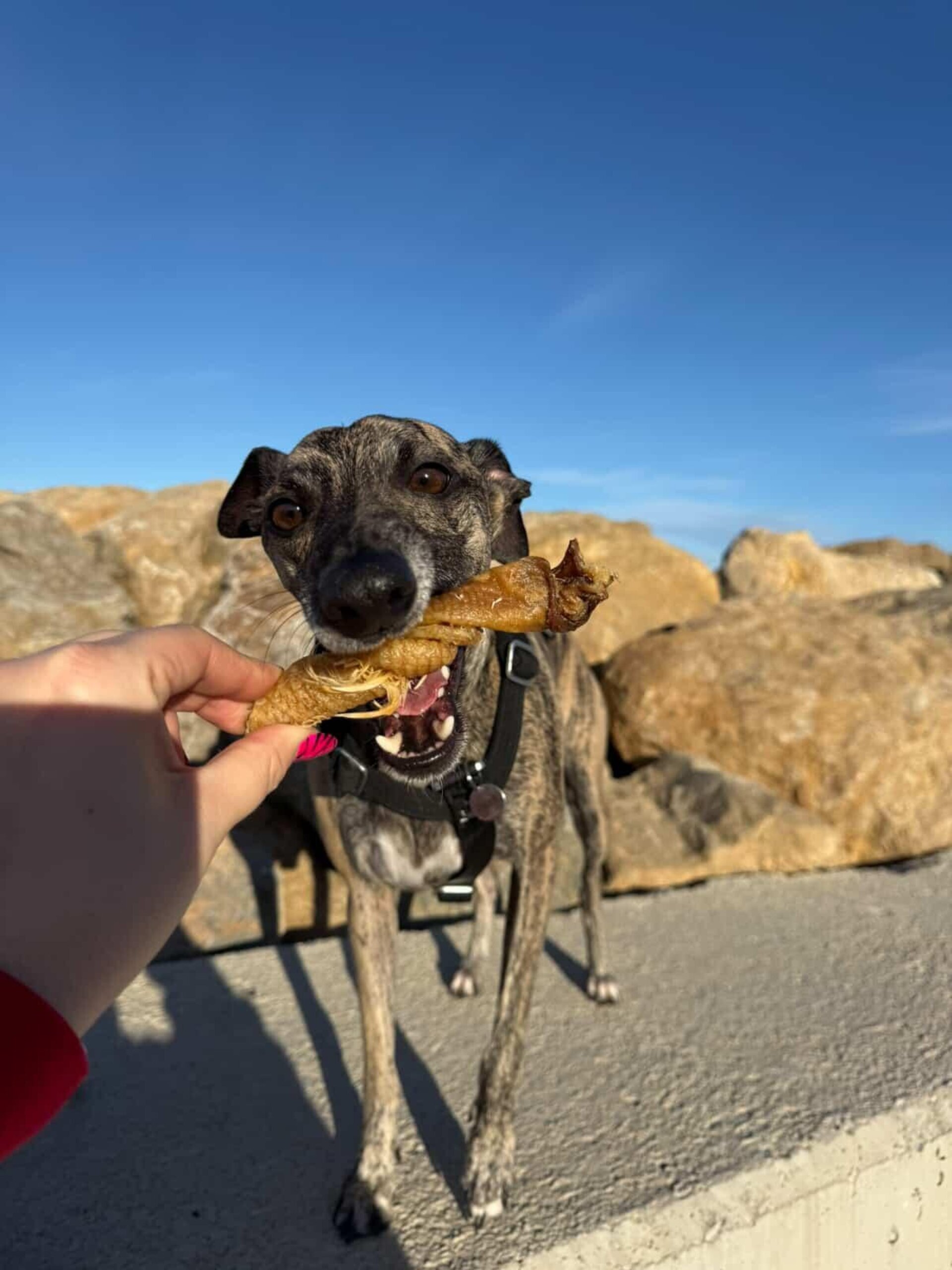 Torreznos de Pato - Snack perros - 4
