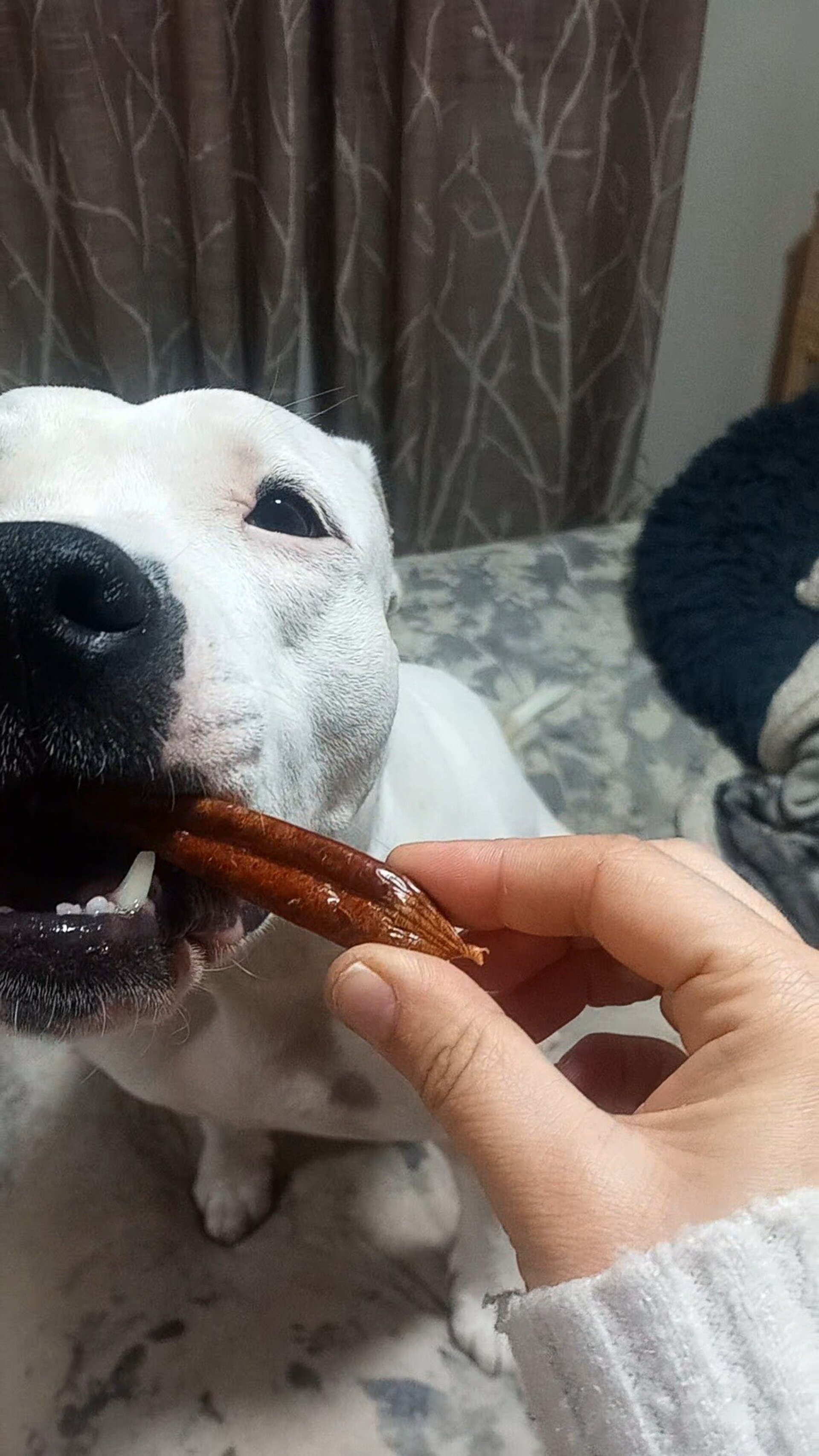 Salchichas deshidratadas pollo snack perros - 1