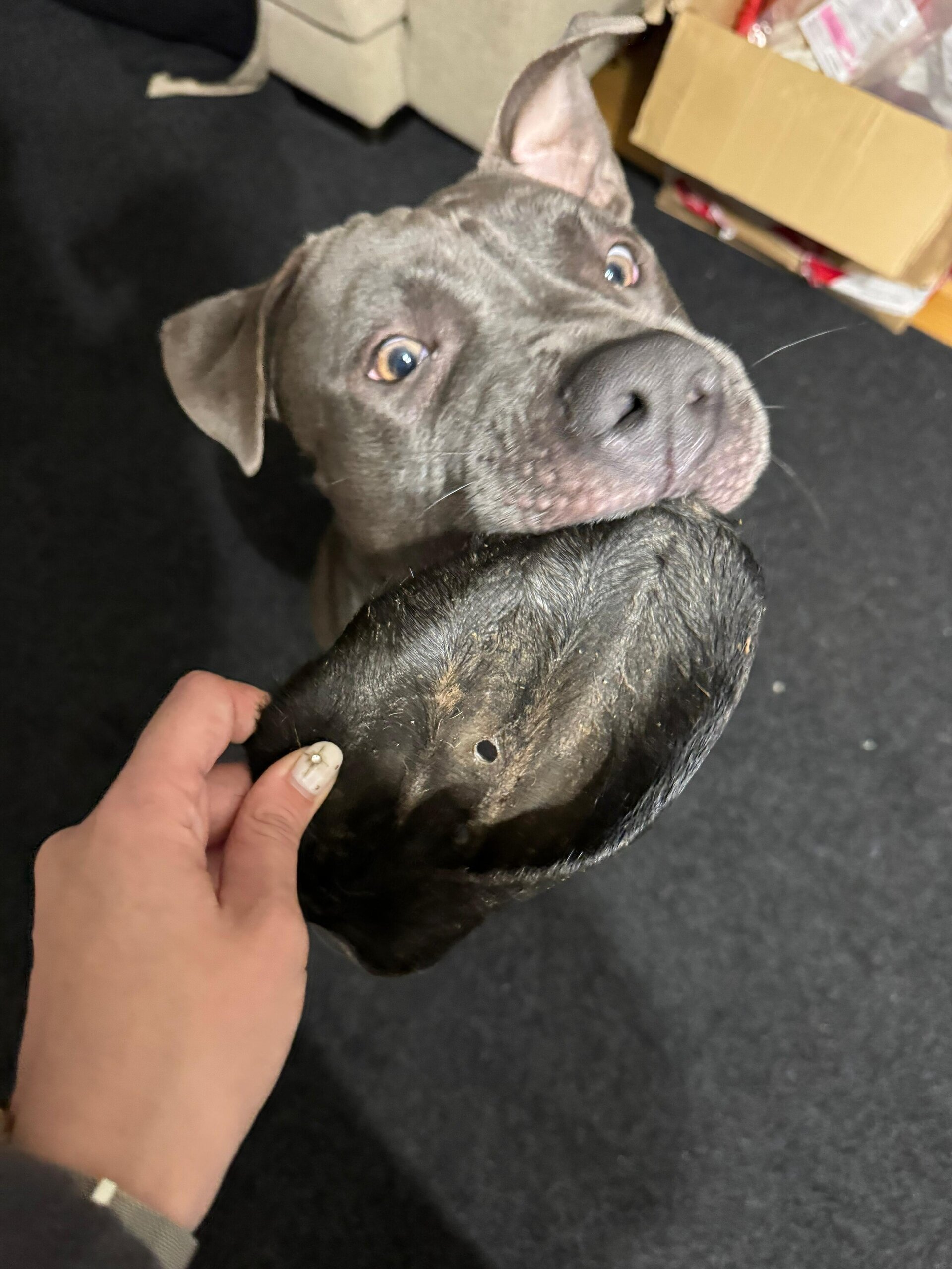 Oreja de vaca con pelo - 2