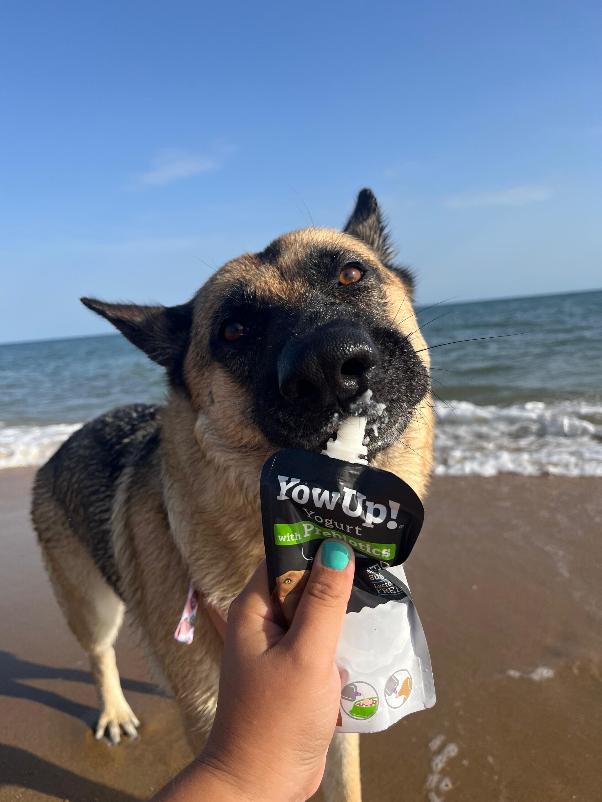 Yogurt Natural con  Prebióticos perros - 2