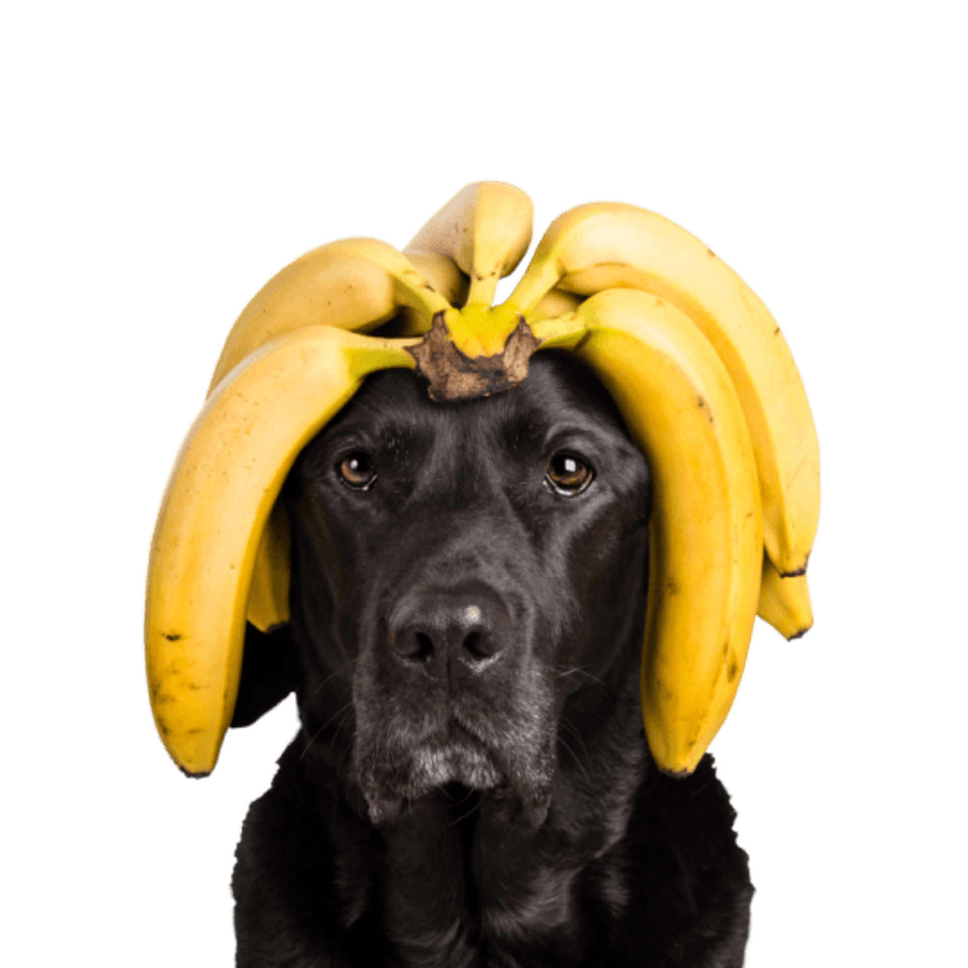 Tippy Taps de Plátano snacks de fruta deshidratada para perros - 5