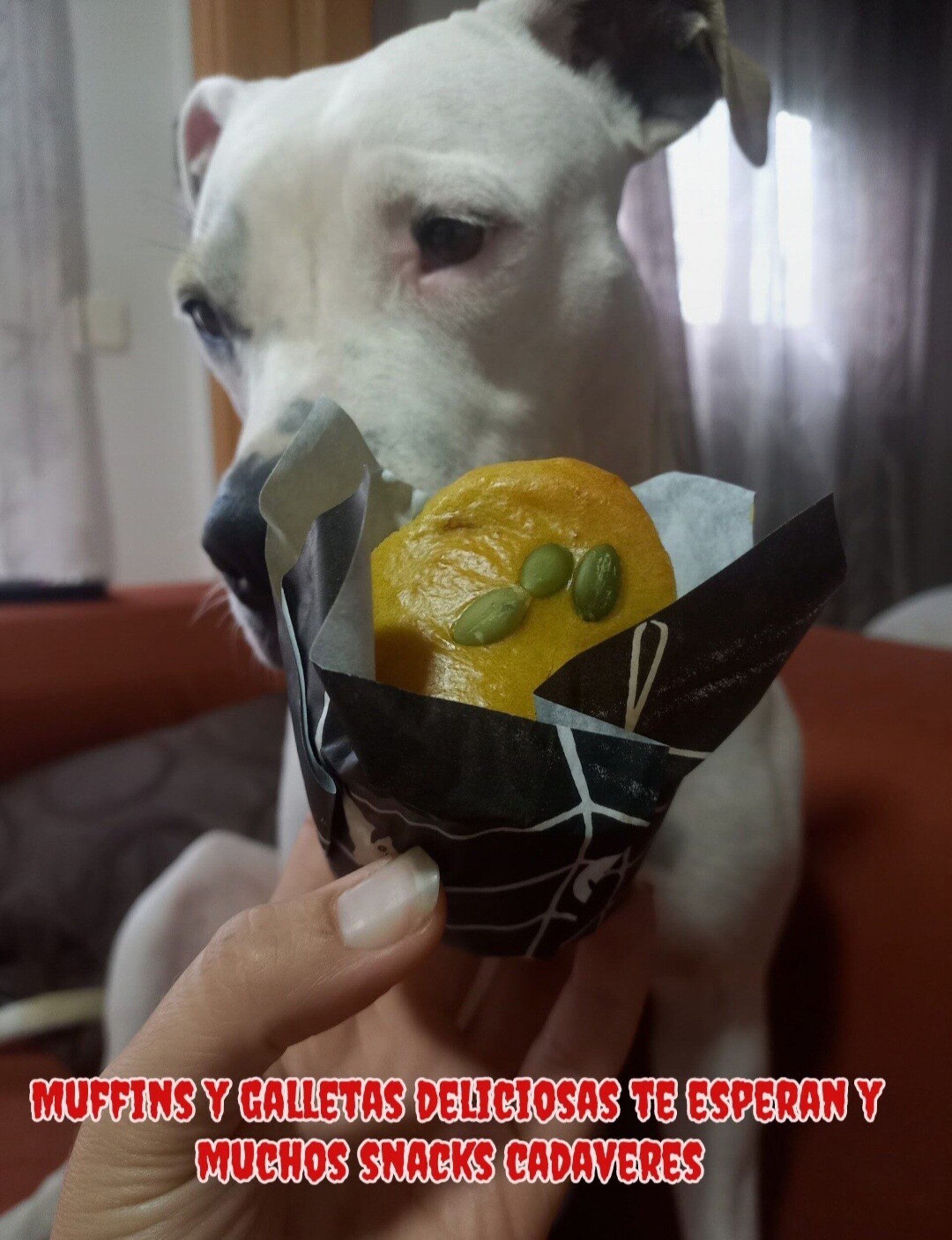 Cajitas  halloween perro y gato - 8