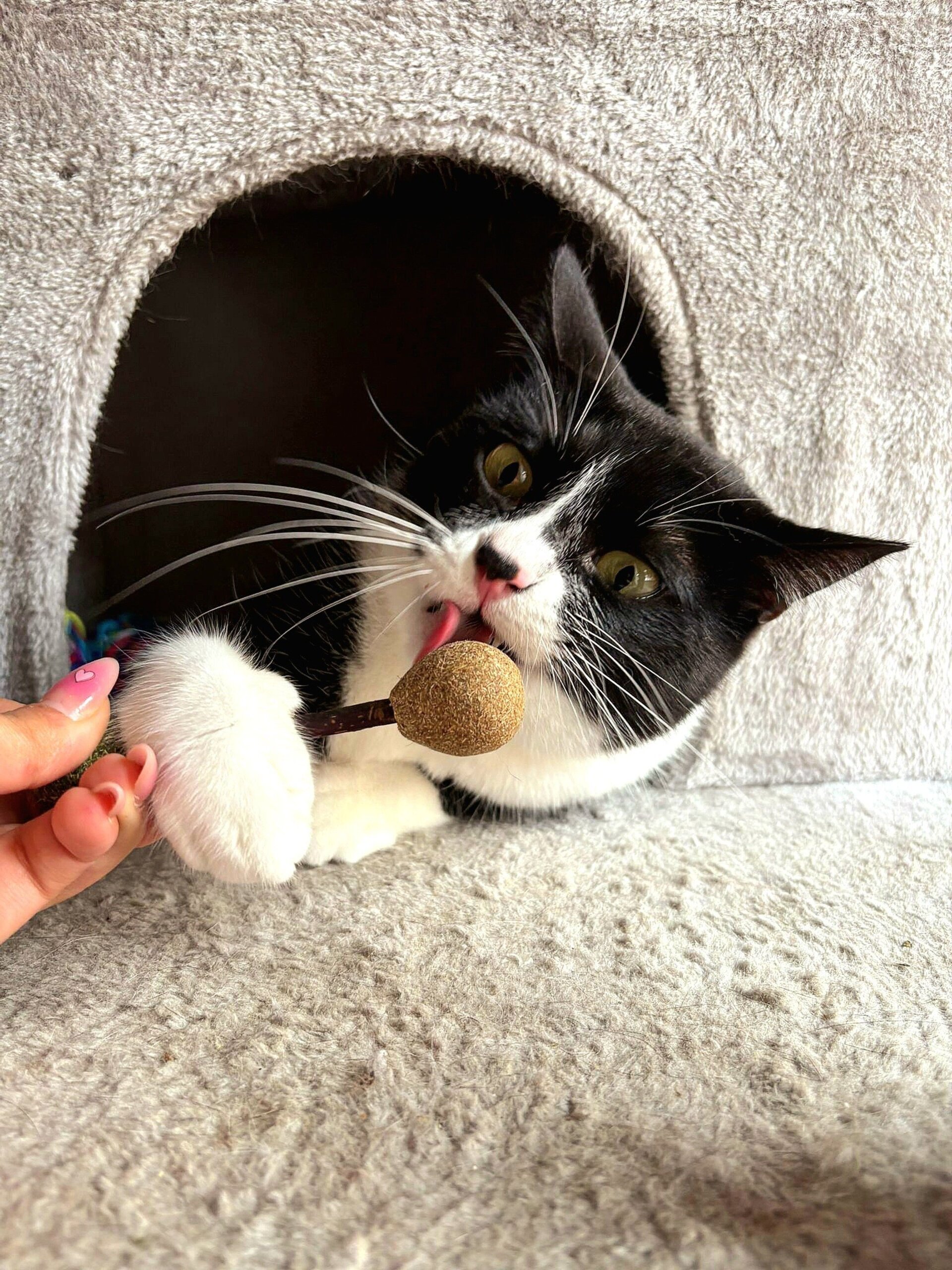 pelota de catnip y pelota de matata juguete gatos - 3