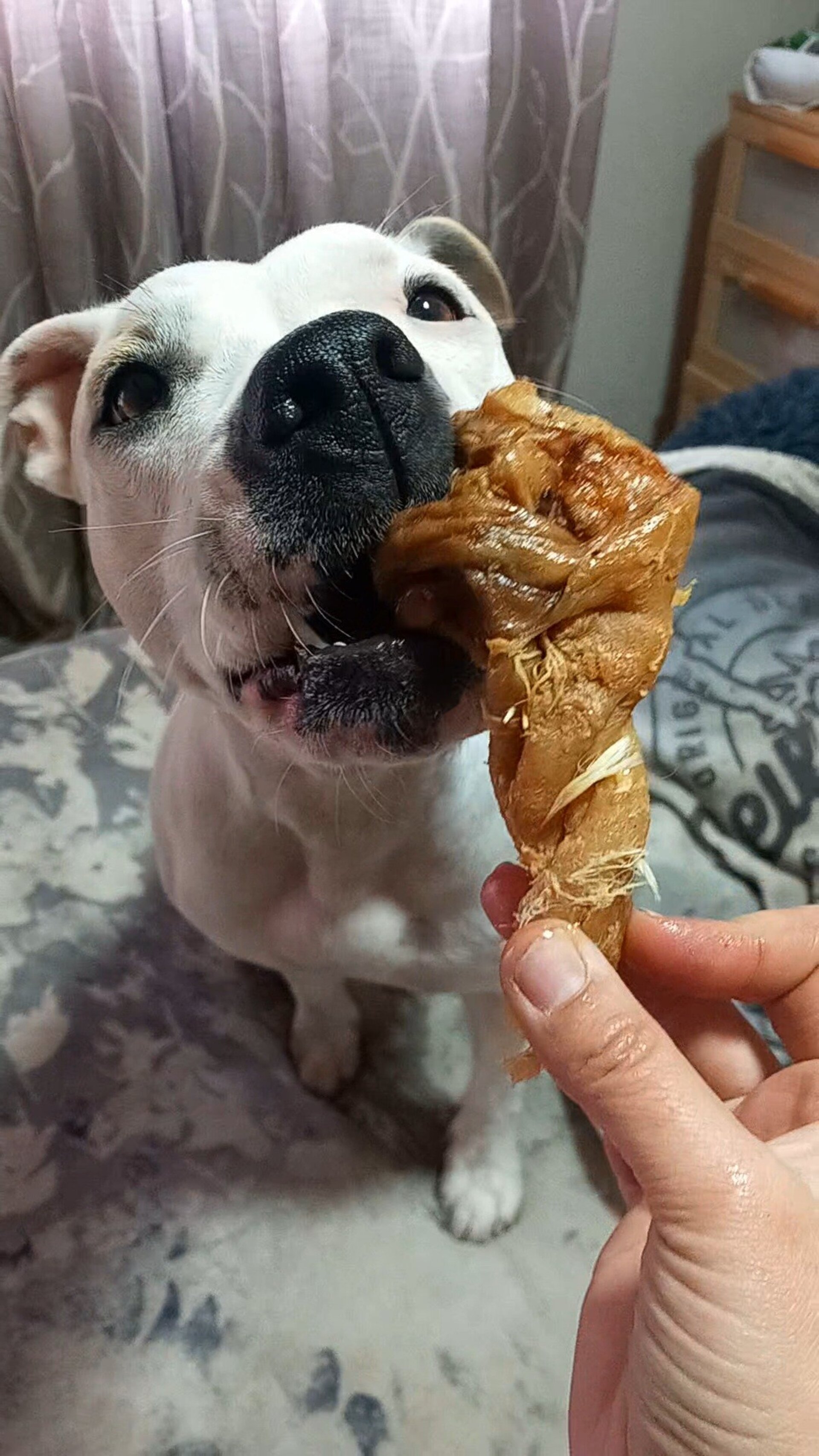 Torreznos de Pato - Snack perros - 2