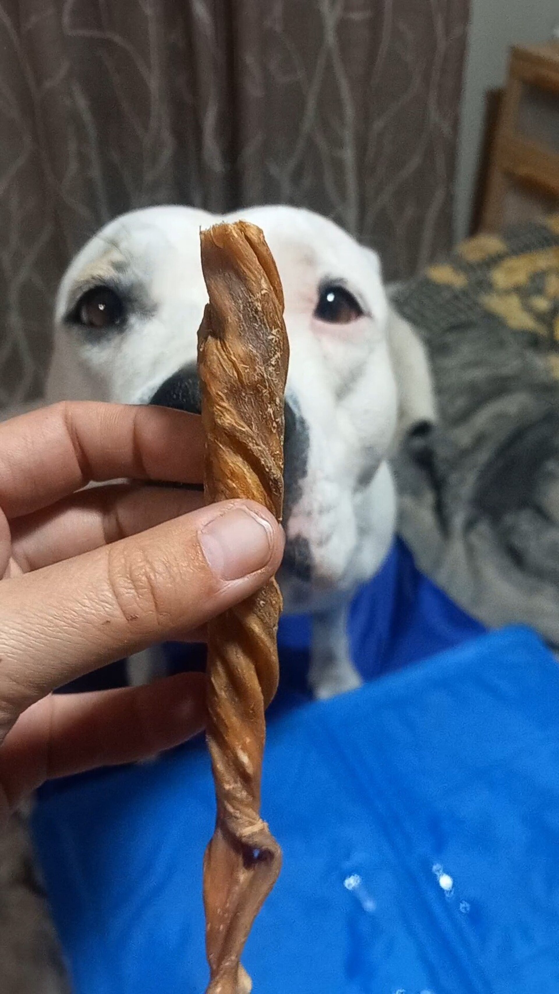Rollito de Vejiga de Búfalo 12-15cm snack perro - 2