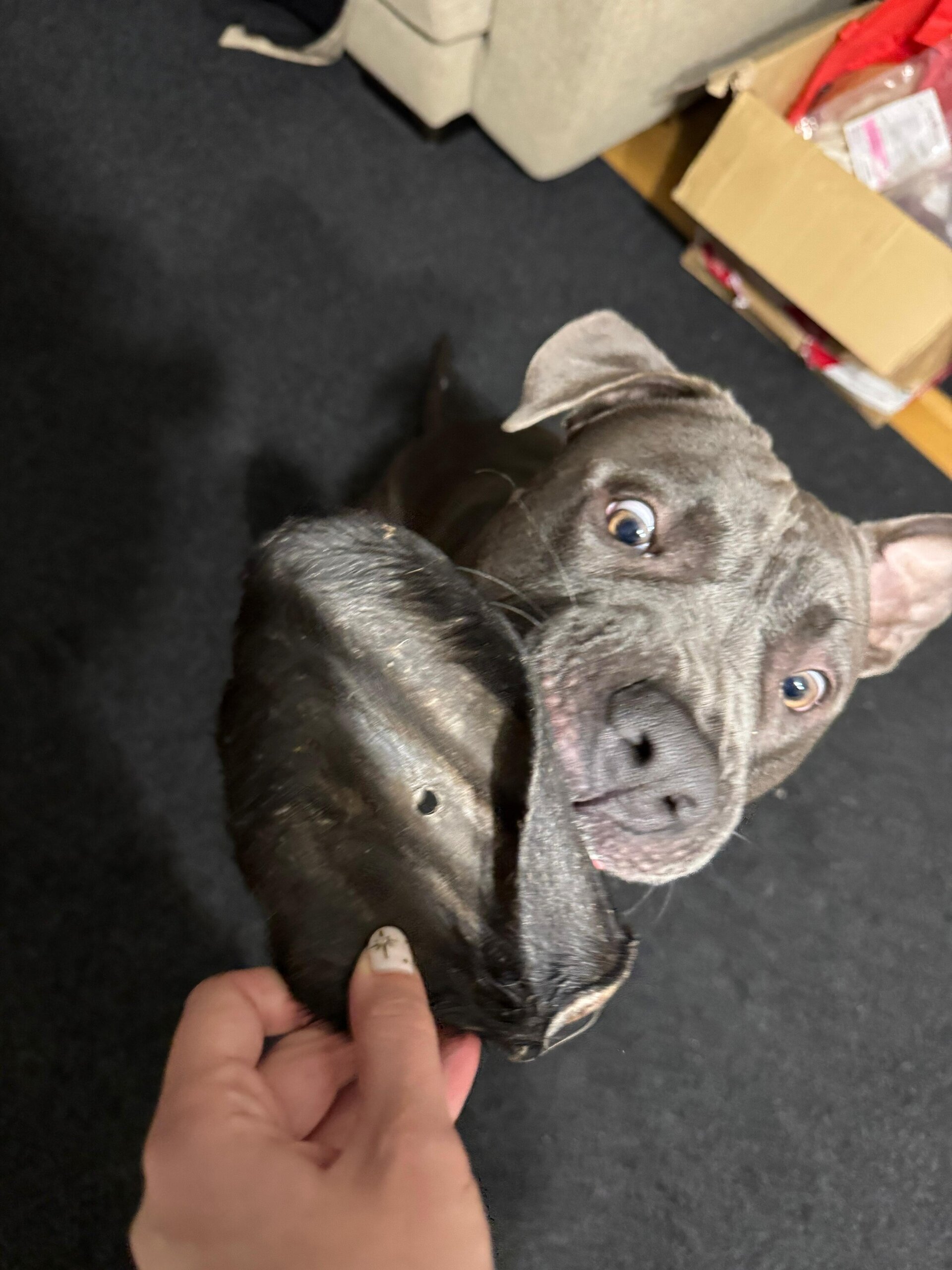 Oreja de vaca con pelo - 3